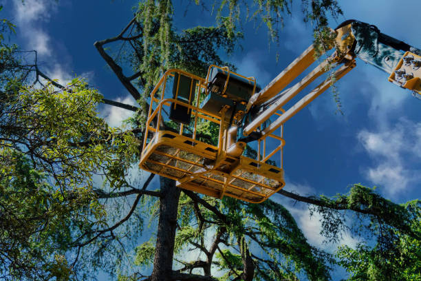 Why Choose Our Tree Removal Services in Smith Valley, NV?